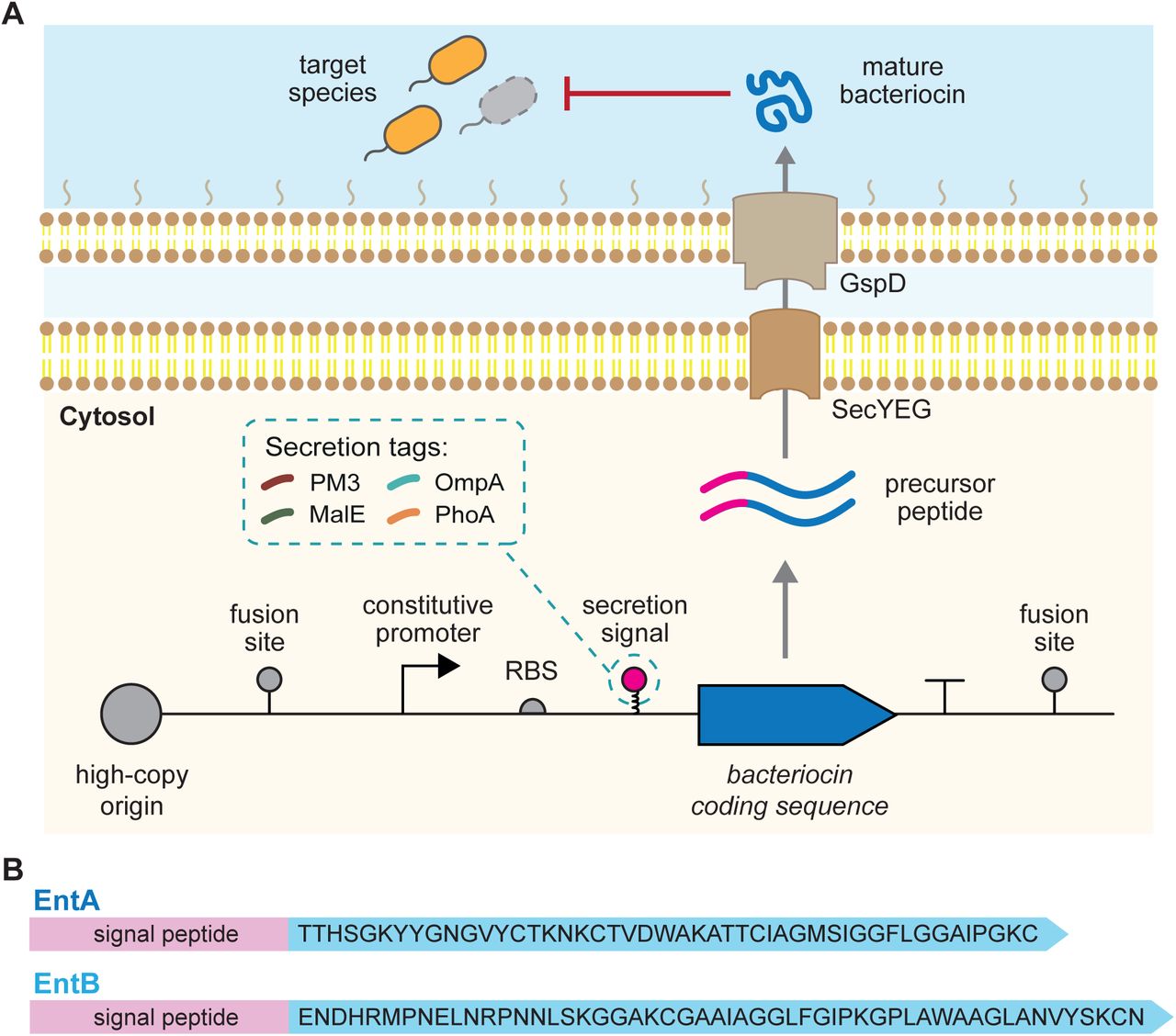 An antimicrobial peptide expression platform for targeting pathogenic bacterial species