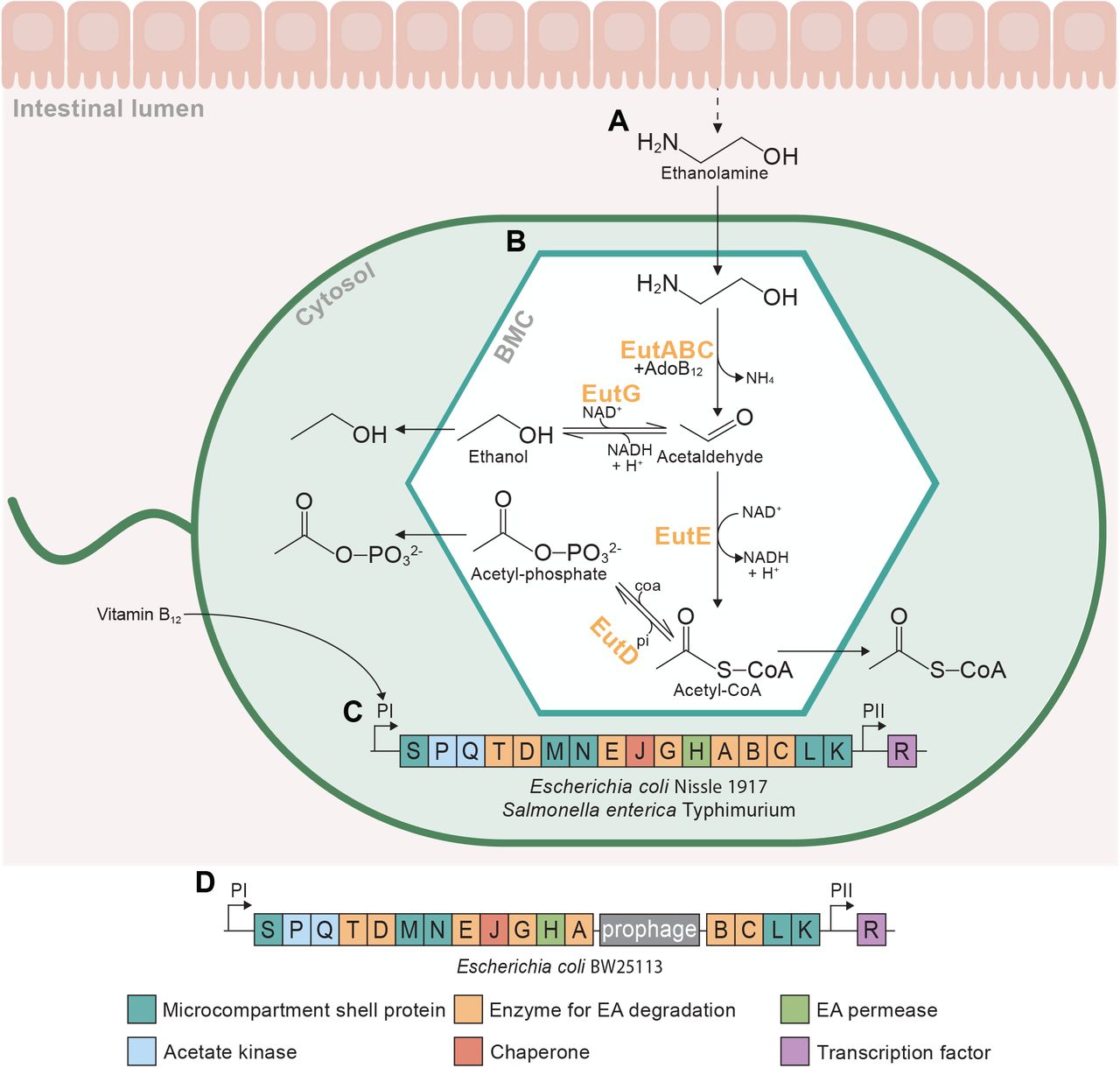 Schematic of the catabolism of ethanolamine by the ethanolamine 
												utilisation (eut) pathway within the bacterial microcompartment (BMC) 
												of E. coli Nissle 1917