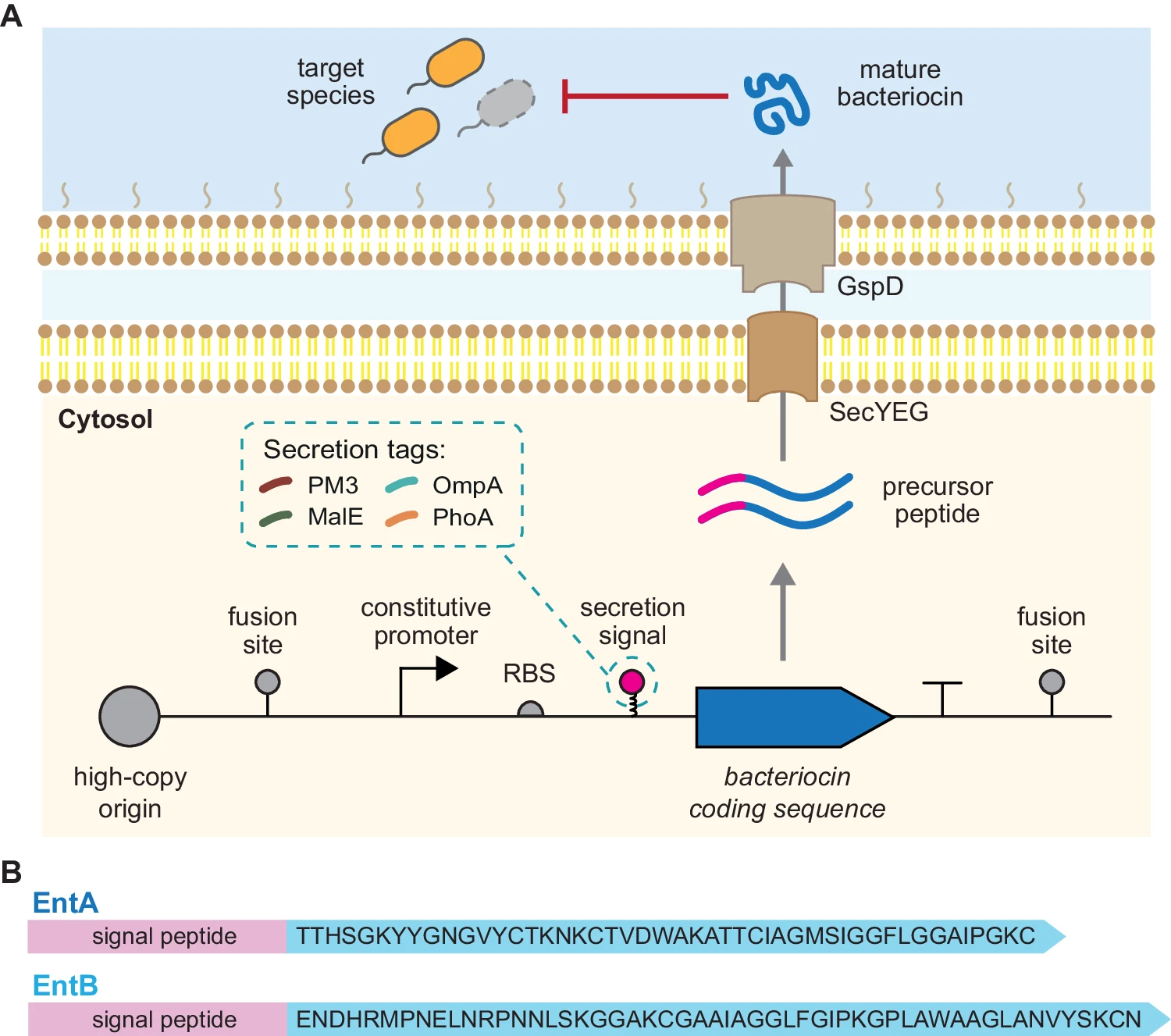 bacteriocin publication figure 1