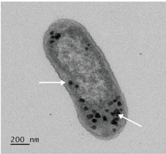 Microcompartment formation in E. coli Nissle 1917